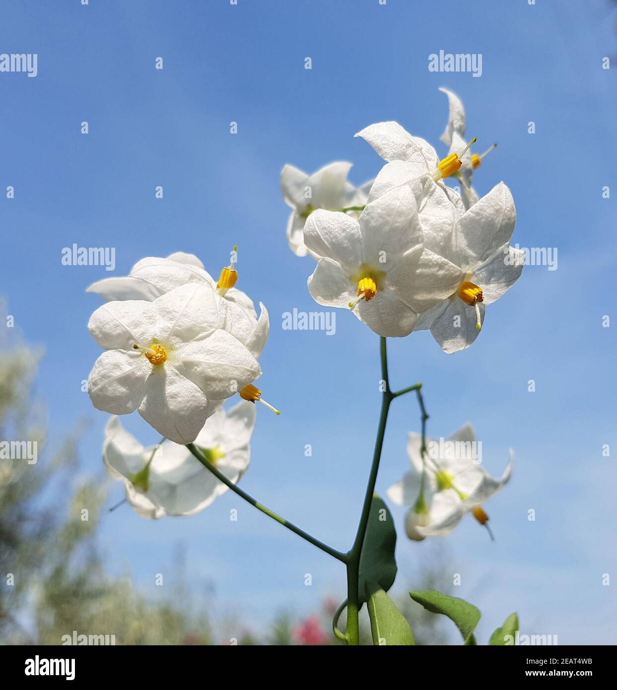 Jasmin-Nachtschatten, Solanum jasminoides Stockfoto