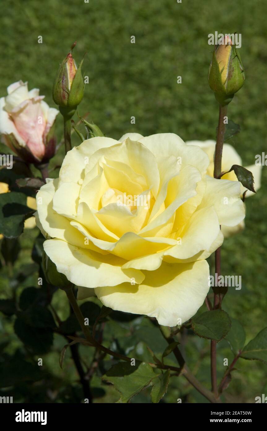 Elegante Schönheit Teehybrid-Rose Stockfoto