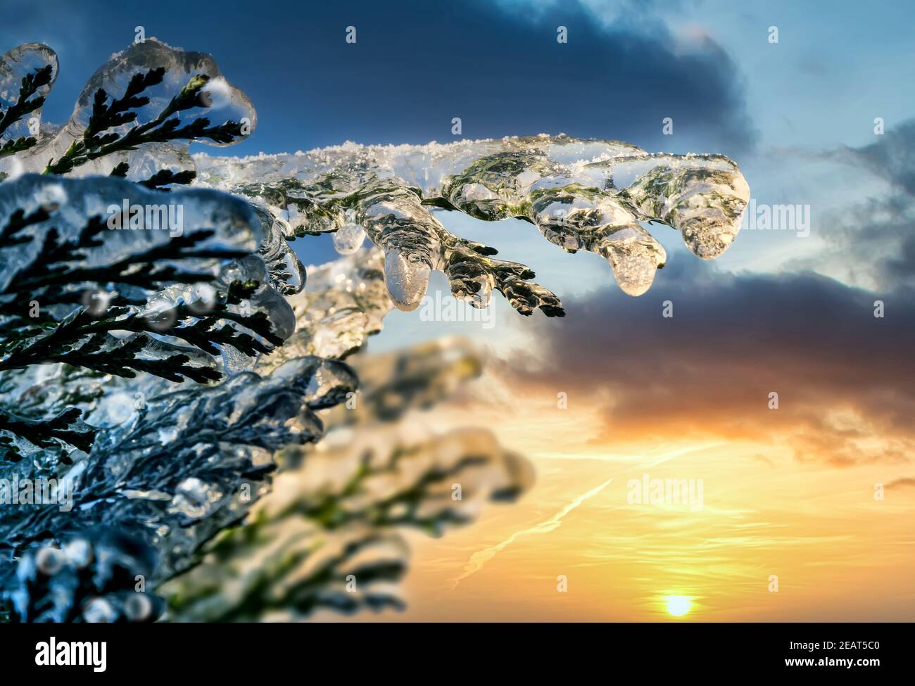 Gefrorener Zweig eines gefrorenen Thuja bei Sonnenuntergang Stockfoto