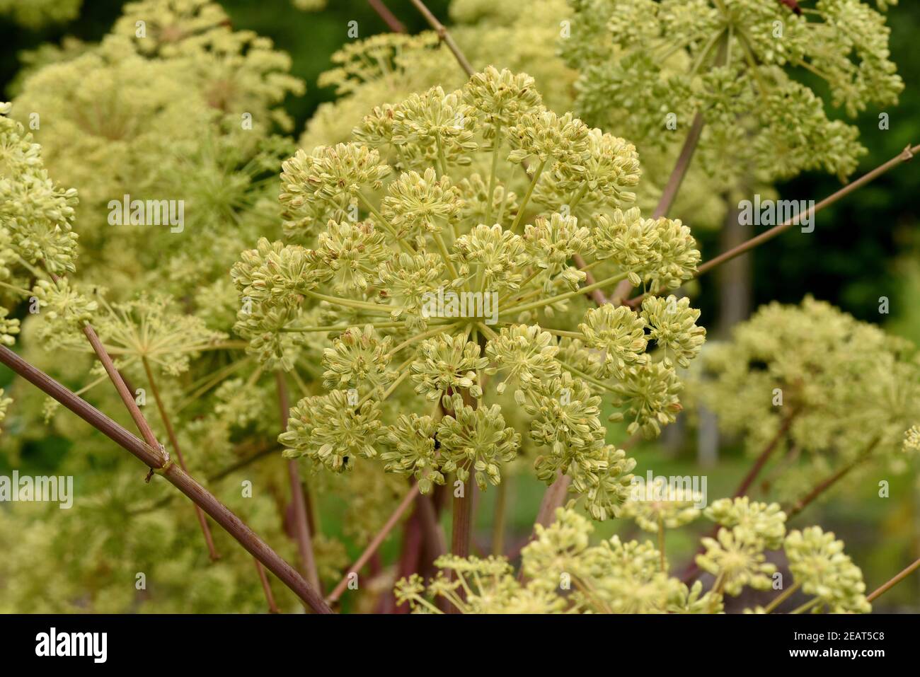 Engelwurz Angelica archangelica, Stockfoto