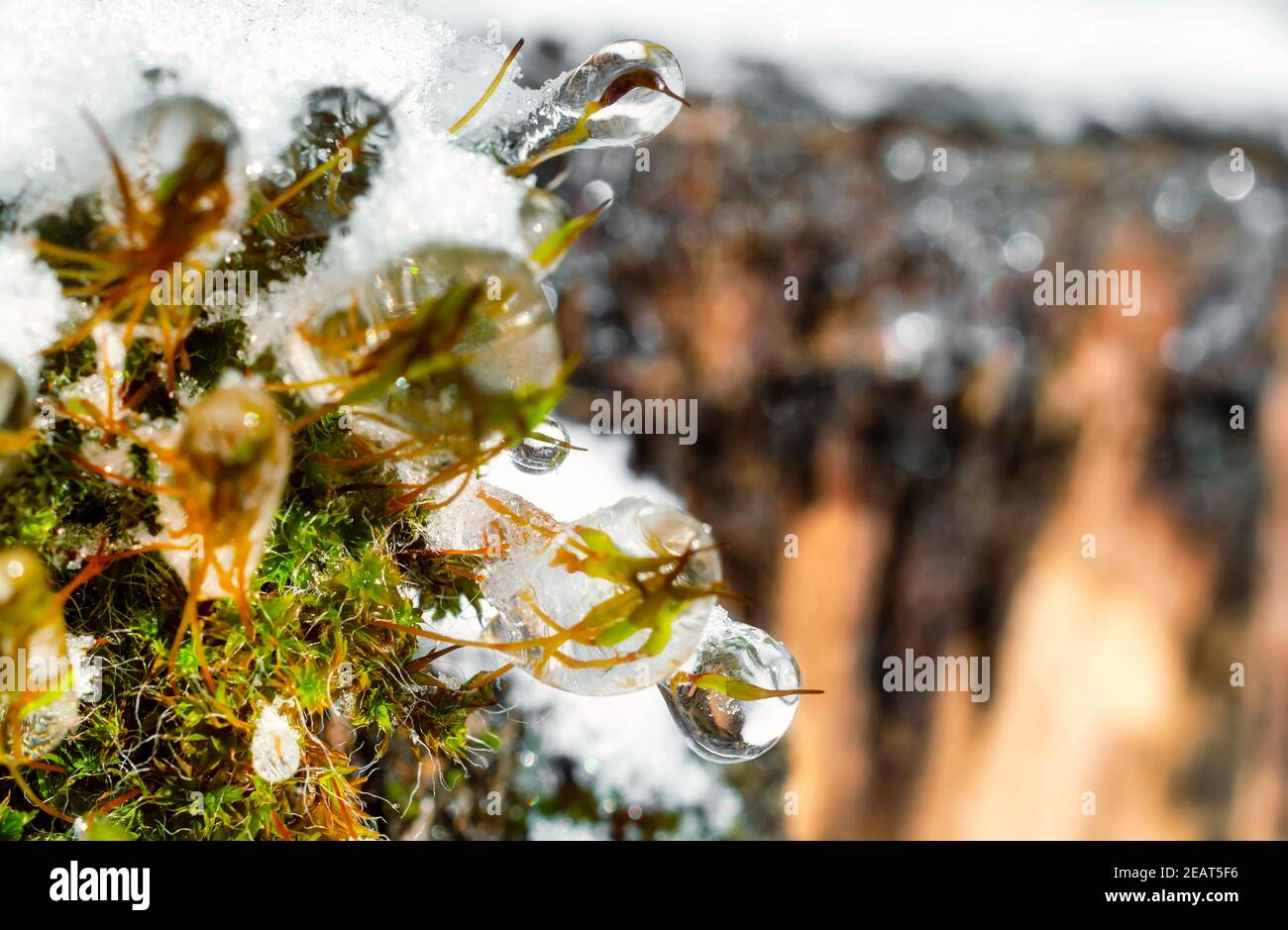 Nahaufnahme von gefrorenen, schneebedeckten Moosblumen Stockfoto