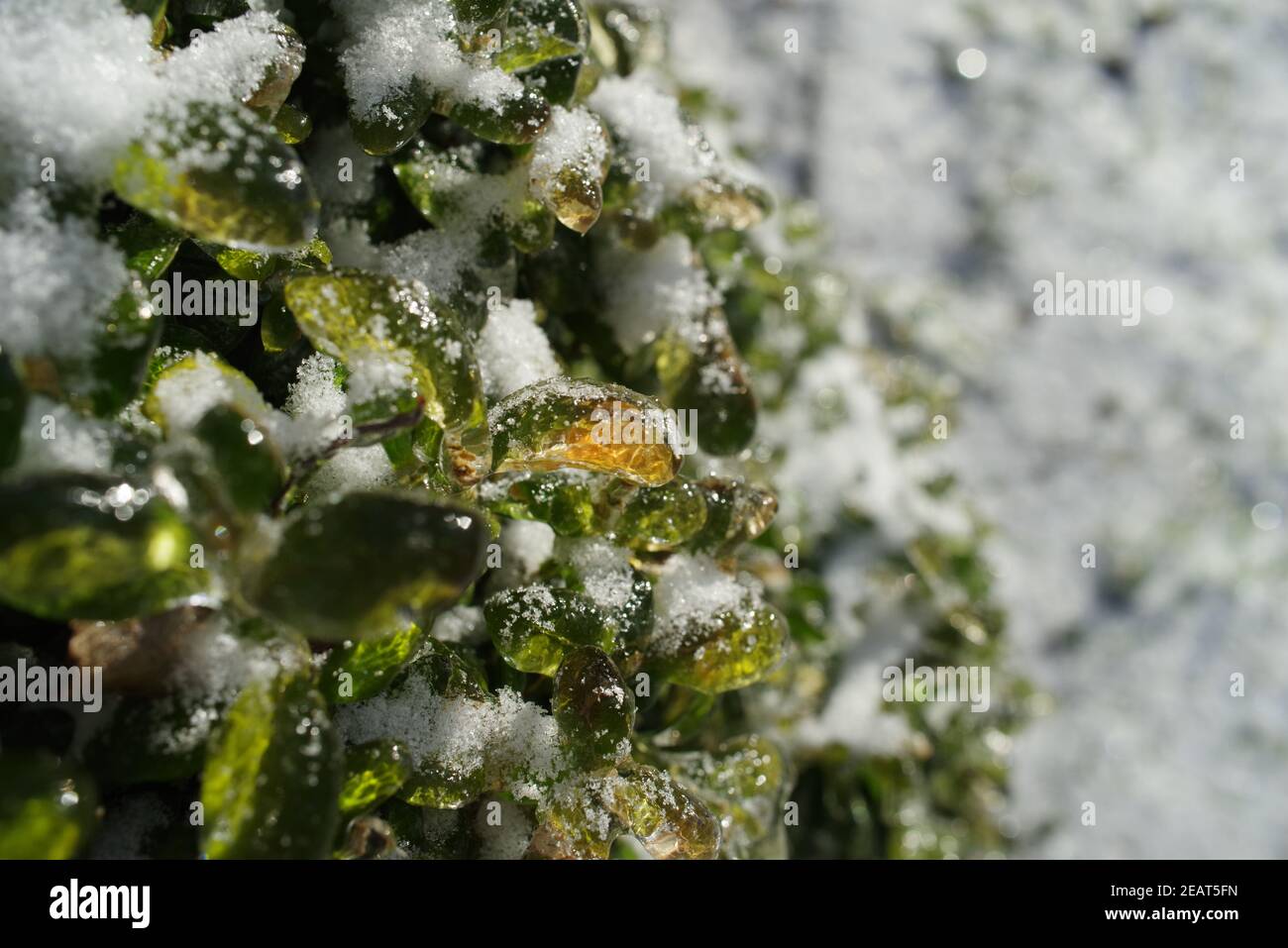 Nahaufnahme von gefrorenen und schneebedeckten Buchsbaumblättern Stockfoto