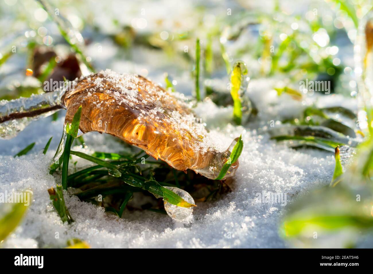Gefrorenes Blatt bedeckt mit Schnee auf gefrorenem Gras. Nahaufnahme Stockfoto