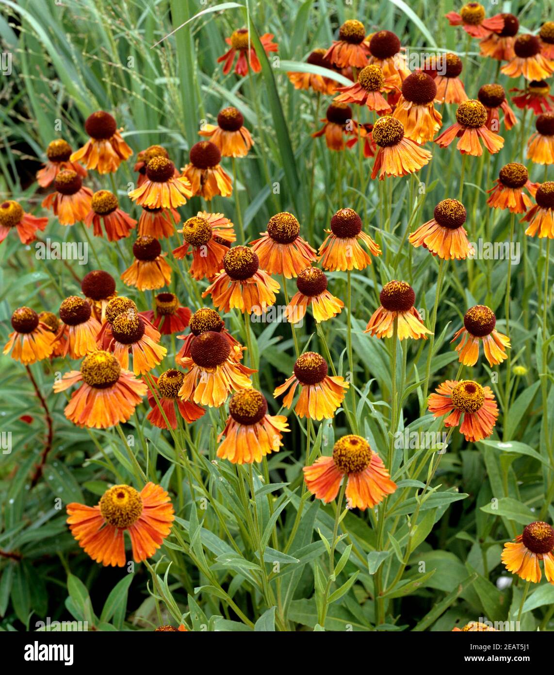 Sonnenbraut, Helenium-Hybriden, Moerheim Schönheit Stockfoto