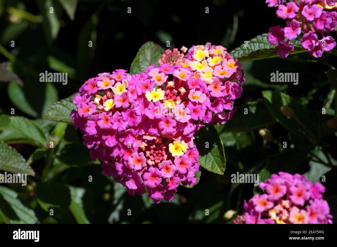 , Wandelroeschen Lantana camara, Wandelrosen Stockfoto