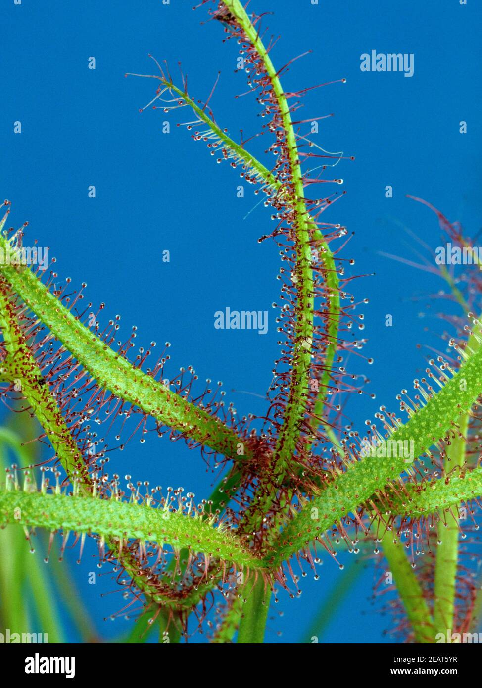 Sonnentau Drosera anglica Stockfoto