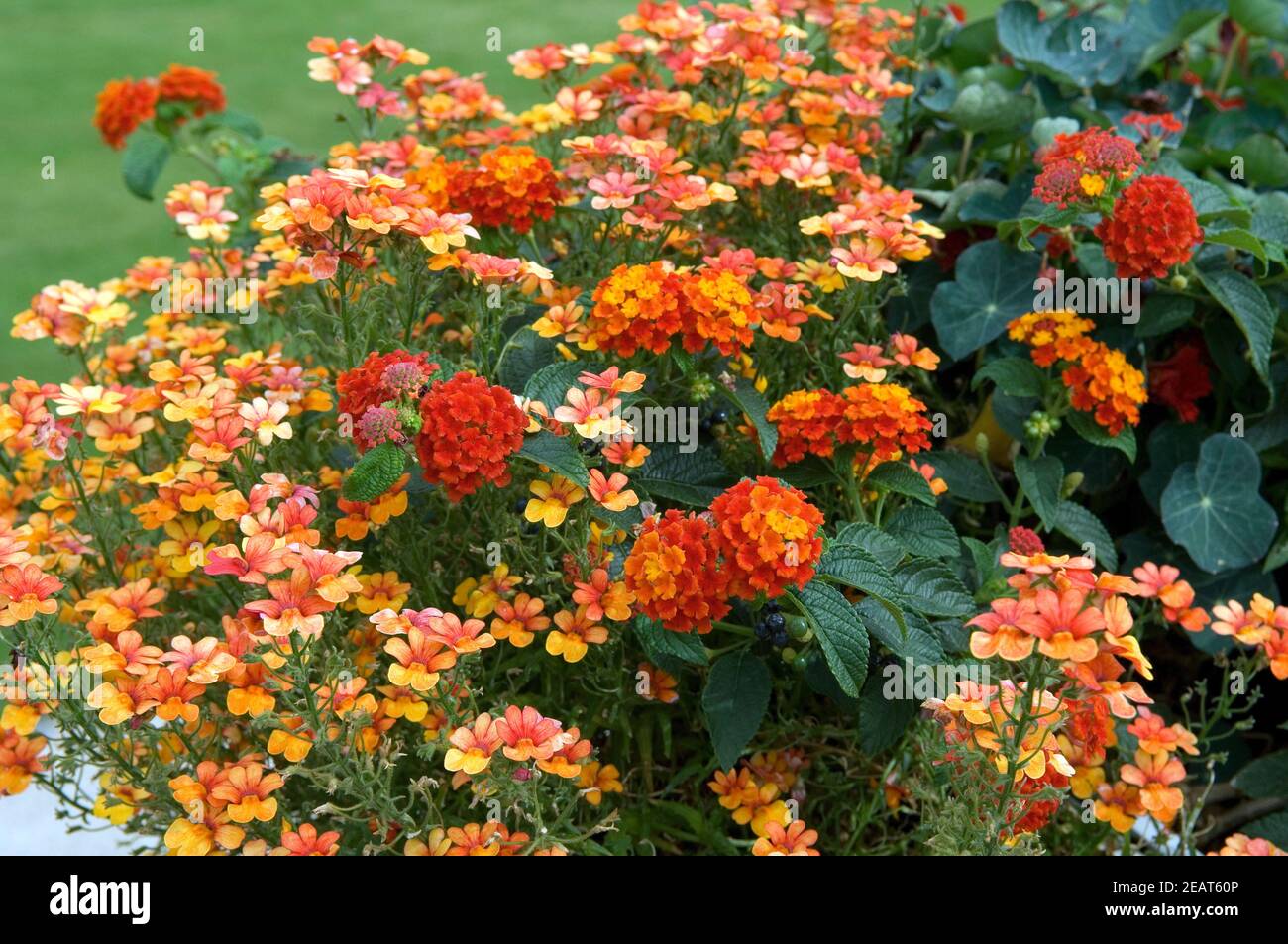 Wandelroeschen, Titti Frutti, Elfenspiegel Stockfoto