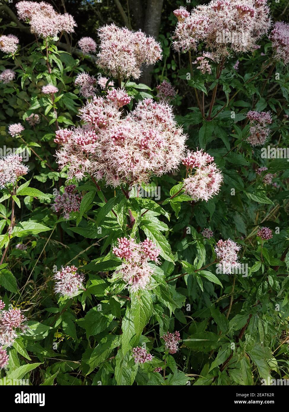 Wasserdost, Kunigundenkraut, Eupatorium, Cannabinum Stockfoto