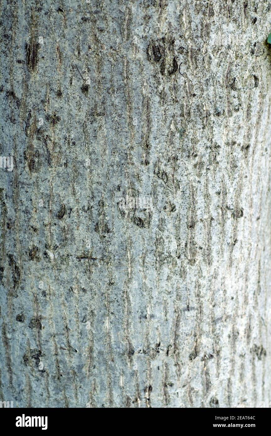 Walnussbaum, Baum Juglans regia Stockfoto
