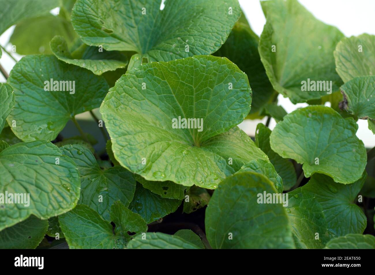 Wasabi Wasabia Japonica, Eutrema Japonica, Japanischer Meerrettich, Heilpflanzen, Stockfoto