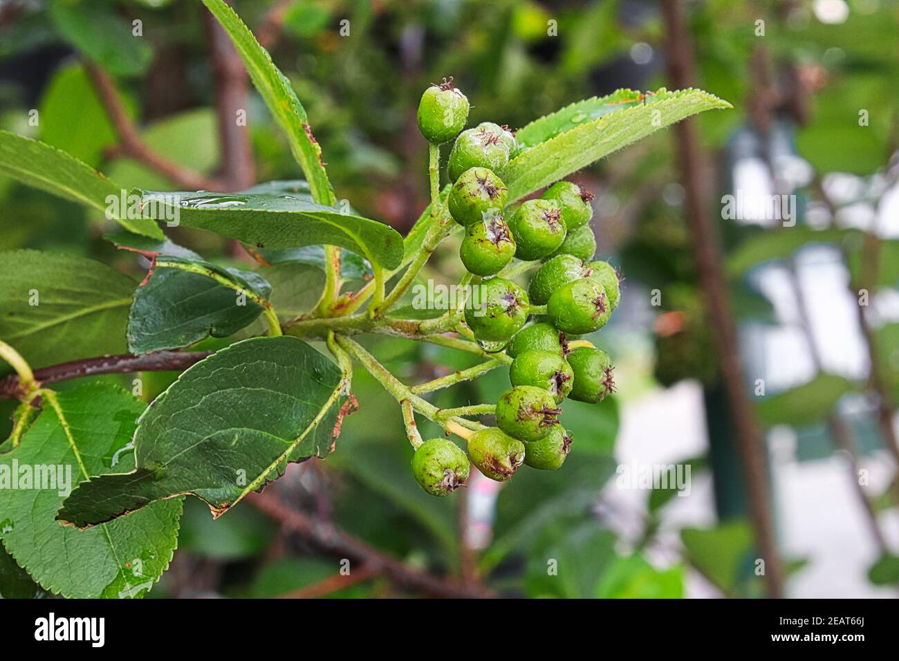 Makro der Cluster der grünen choketcherry Beeren. Stockfoto