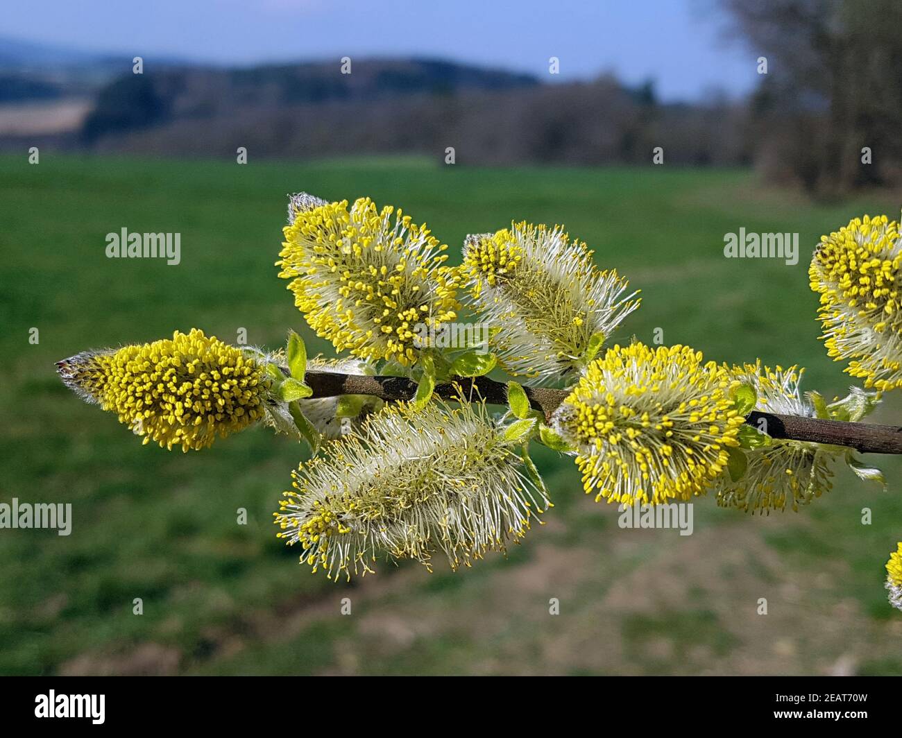 Weidenkaetzchen Salix Bluete Stockfoto