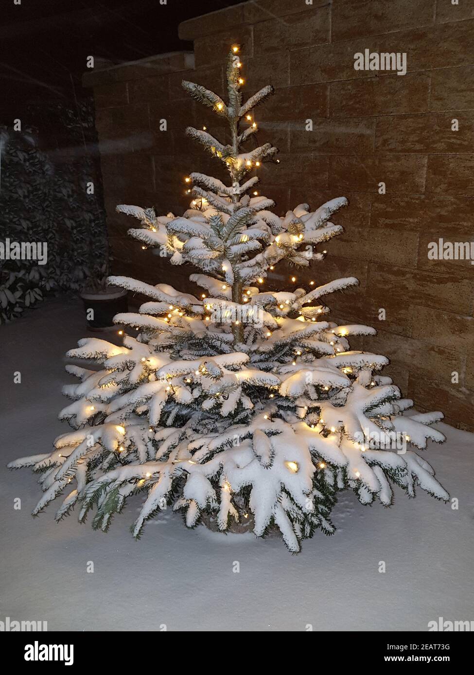 Weihnachtsbaum, Christbaum, Tannenbaum Stockfoto