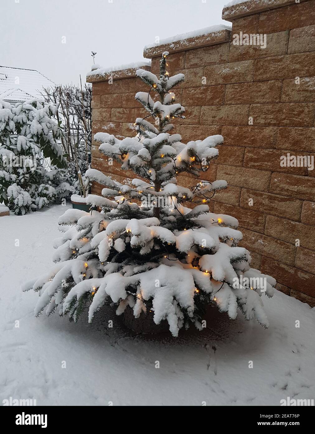 Weihnachtsbaum, Christbaum, Tannenbaum Stockfoto