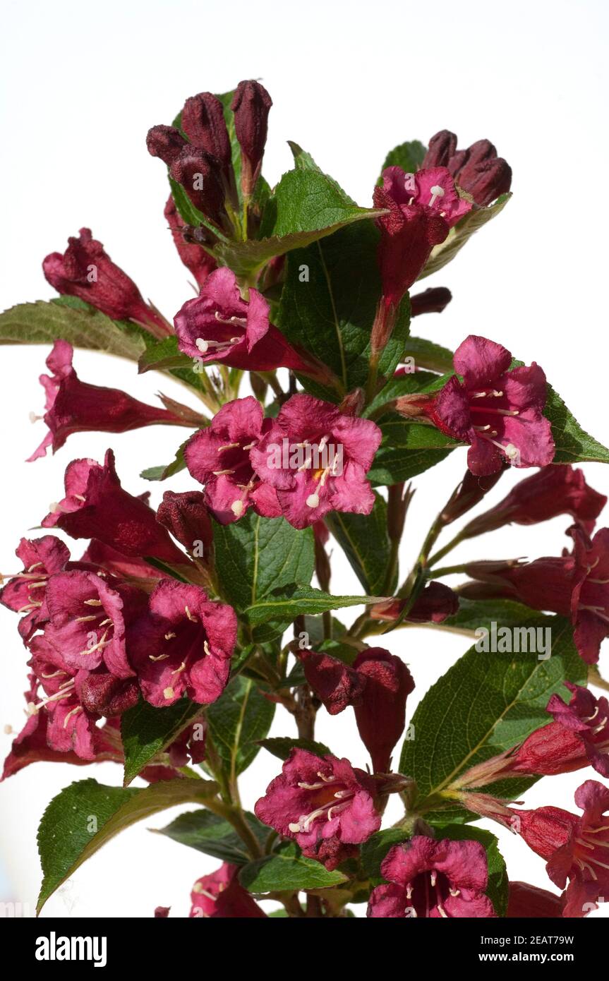 Weigelie rot Fotos und Bildmaterial in hoher Auflösung Alamy
