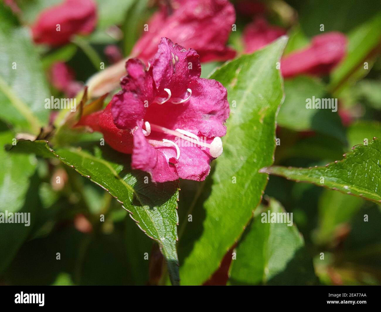 Weigelie rot Fotos und Bildmaterial in hoher Auflösung Alamy