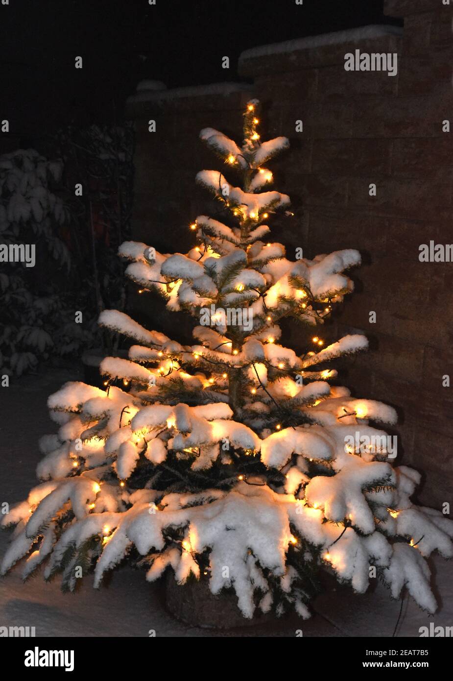 Weihnachtsbaum, Christbaum, Tannenbaum Stockfoto