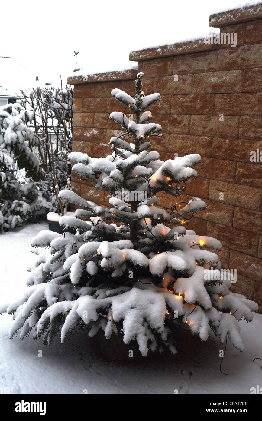 Weihnachtsbaum, Christbaum, Tannenbaum Stockfoto