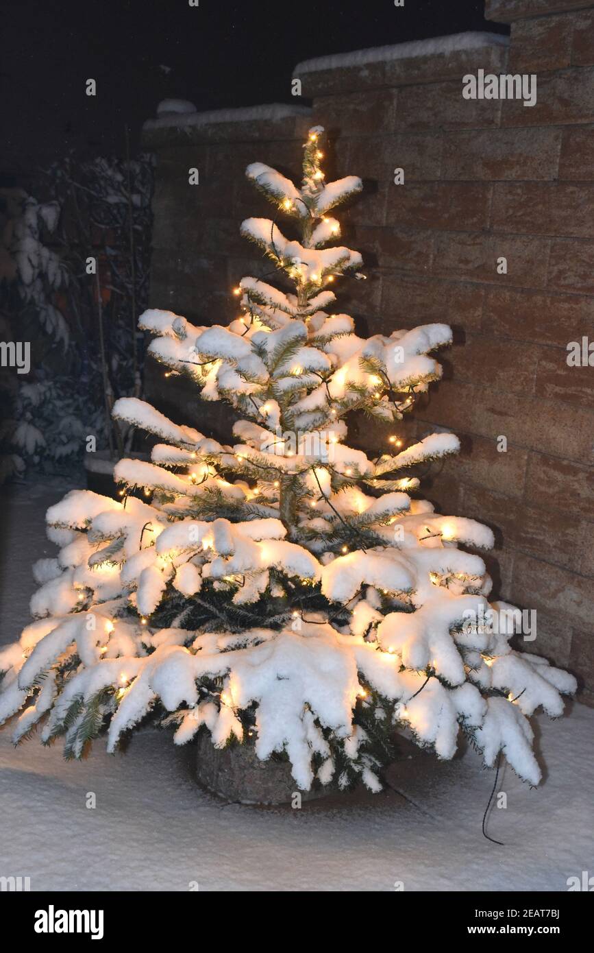 Weihnachtsbaum, Christbaum, Tannenbaum Stockfoto