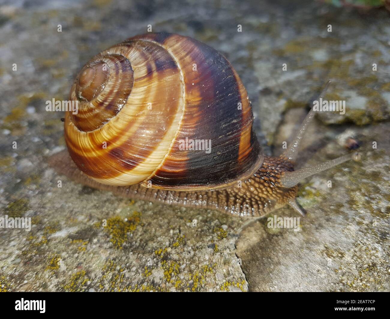Helix pomatia, Weinbergschnecke Stockfoto