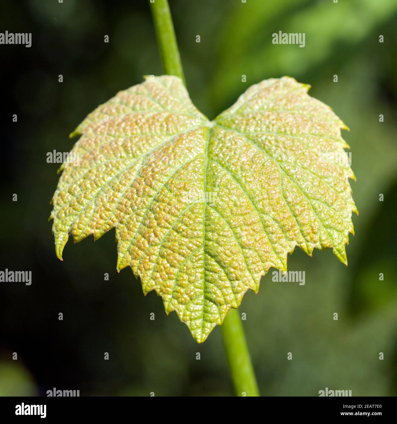 Weinblatt Weisser Wein Stockfoto