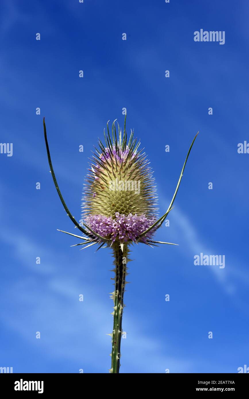 Kardendistel Dipsacus Karde Weber-Karde sativus Stockfoto