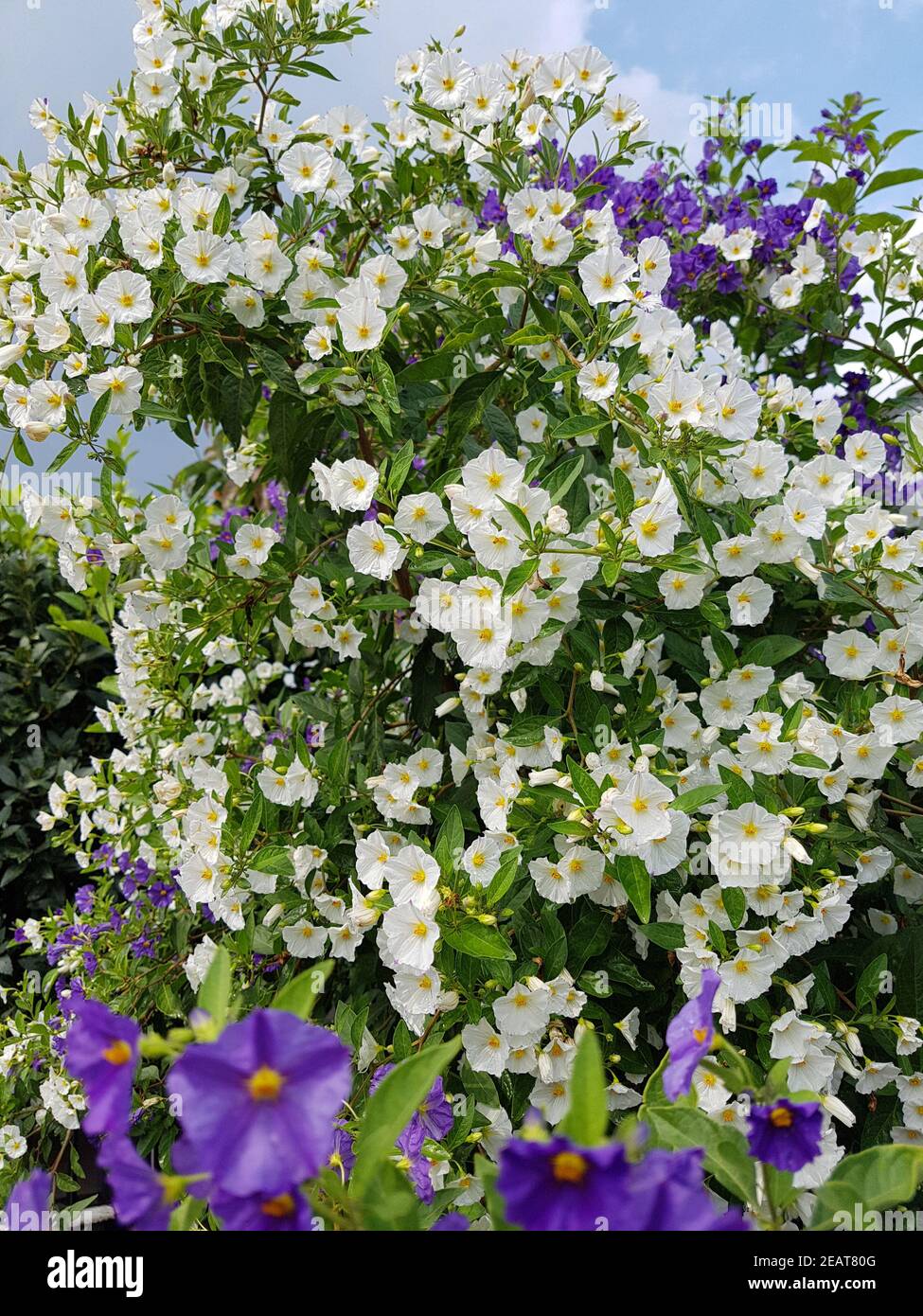 , Jasmin-Nachtschatten Kartoffelstrauch, Kartoffeljasmin, Weisser, Solanum jasminoides, Stockfoto