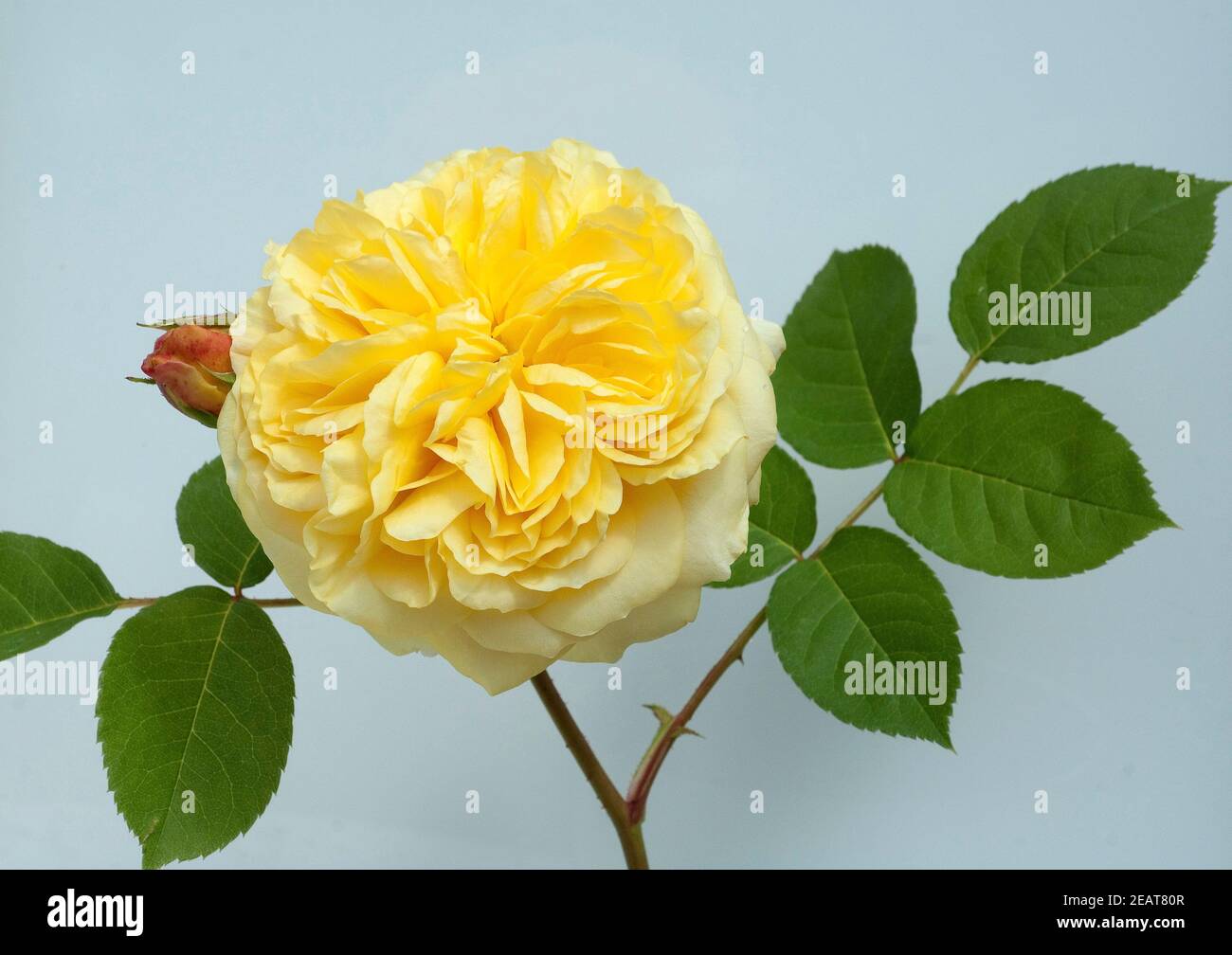 Englische Rose, David Austin Stockfoto