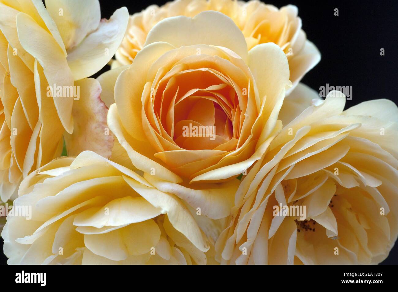 Englische, Rose, David, Austin, Strauchrose, Blume, Rosa Stockfoto