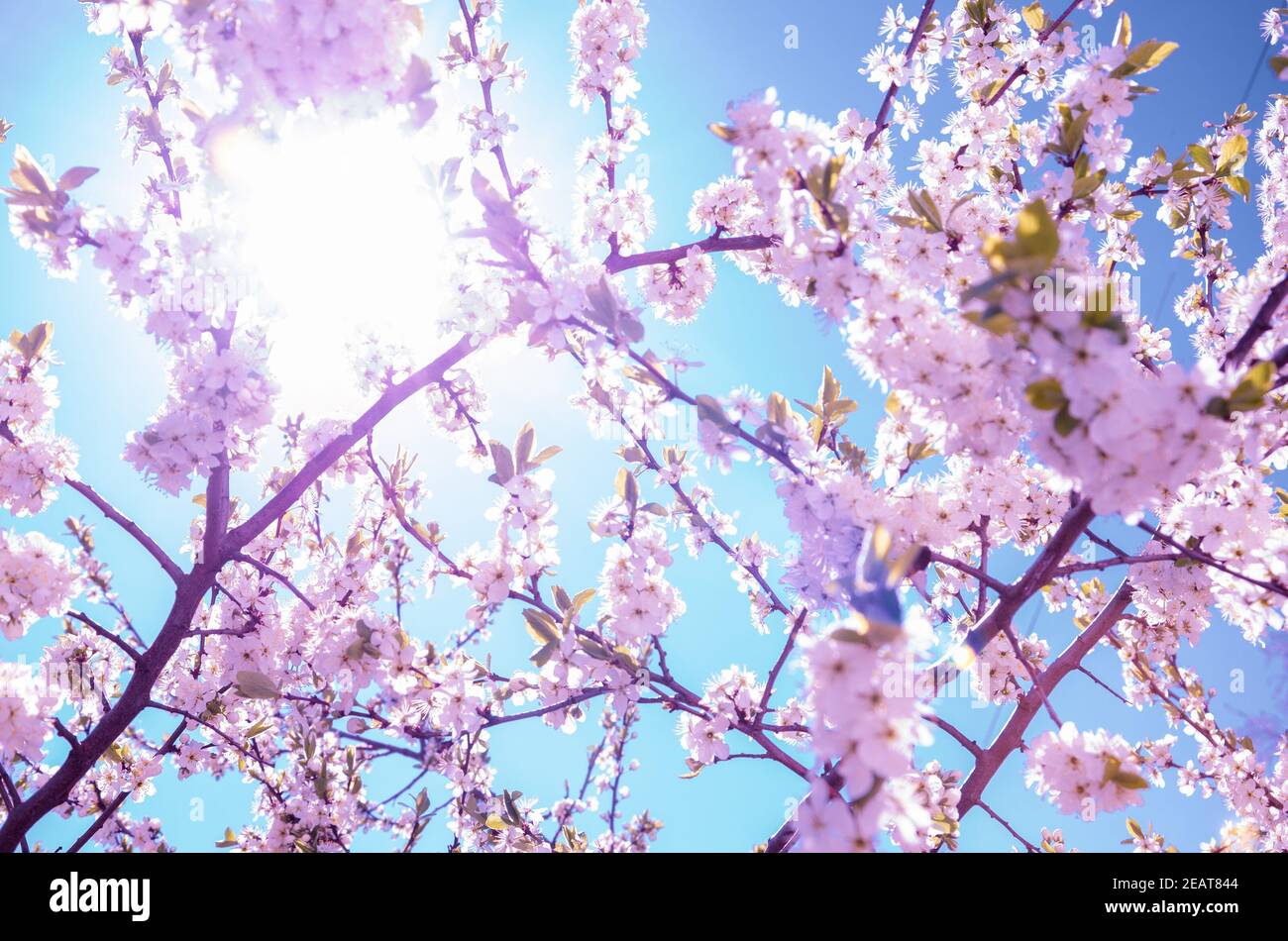 Frühling sonnige Landschaft mit Kirschbaum im Garten.Zweige blühender Kirschblüten auf einem Hintergrund von gesättigten blauen Himmel.Sonnige Frühlingsszene. Stockfoto