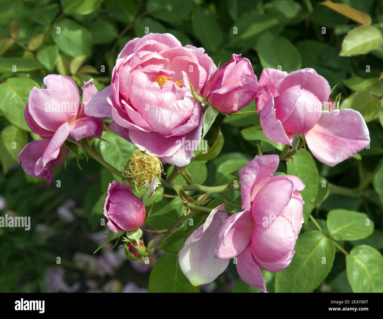 Englische Rose Heather Austin Stockfoto