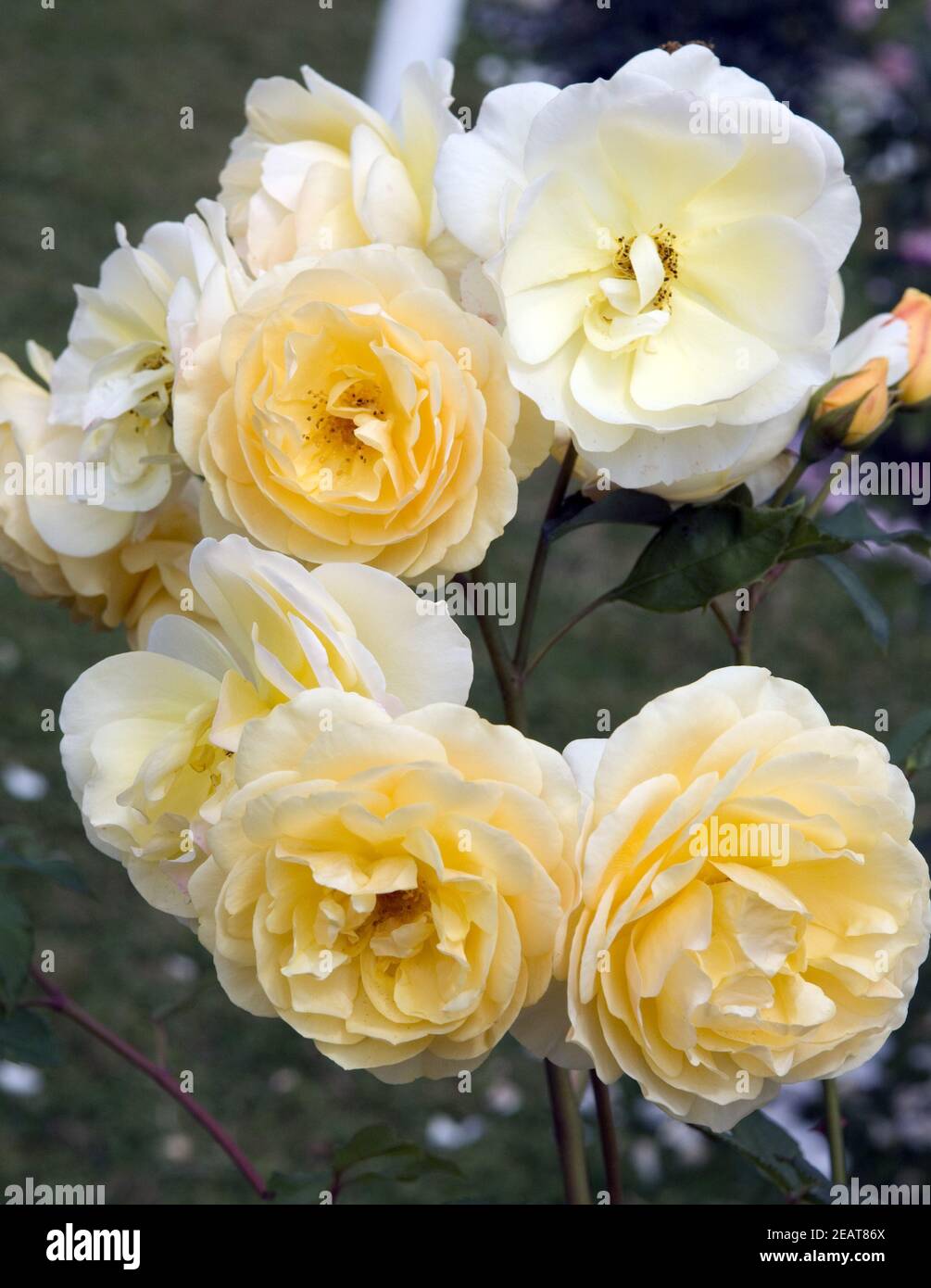 Englische Rose Graham Thomas Stockfoto