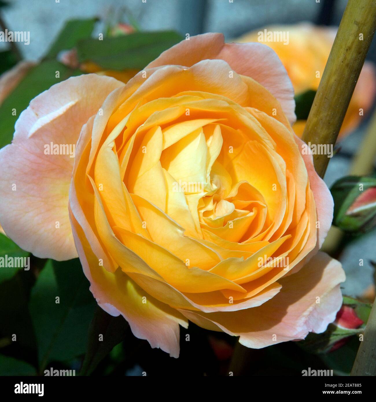 Englische Rose, Lady Emma Hamilton Stockfoto