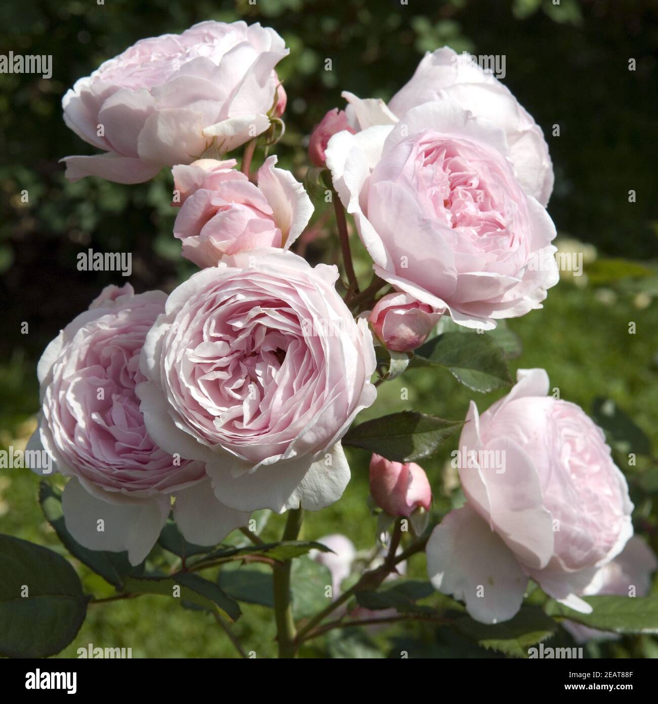 Englische Rose Geoff Hamilton Stockfoto
