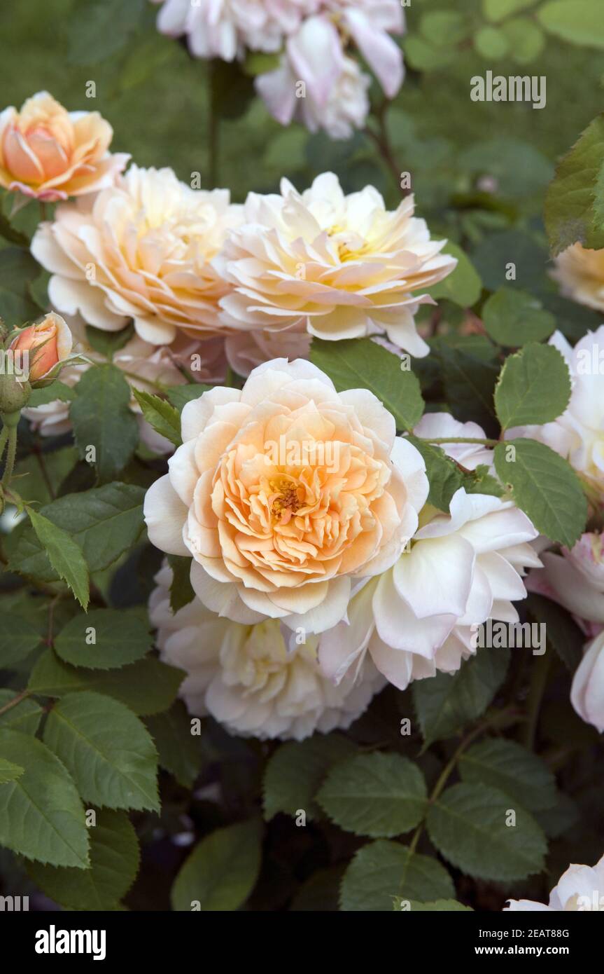 Englische Rose Grace Stockfoto