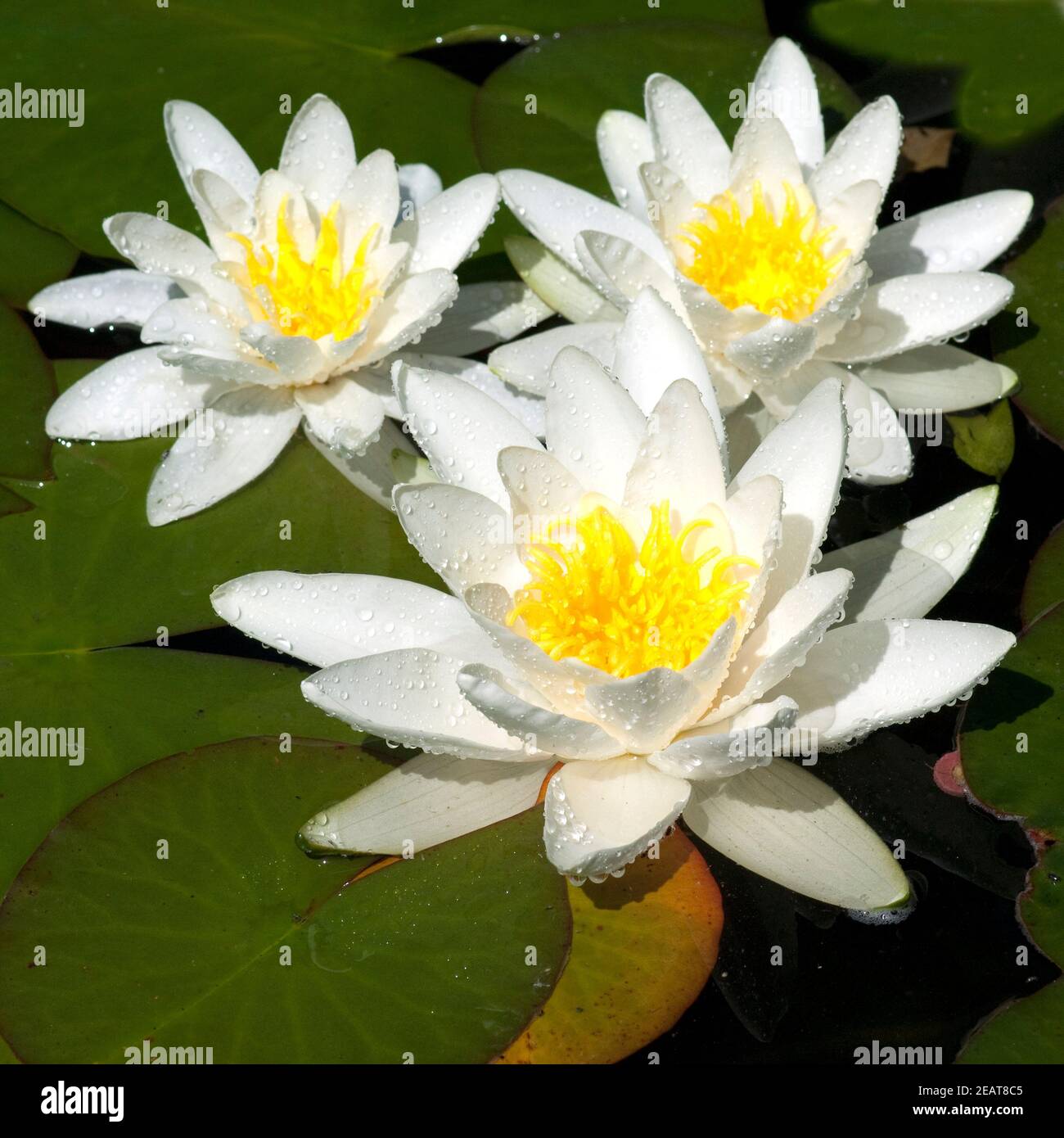 Weisse teichrose Fotos und Bildmaterial in hoher Auflösung Alamy
