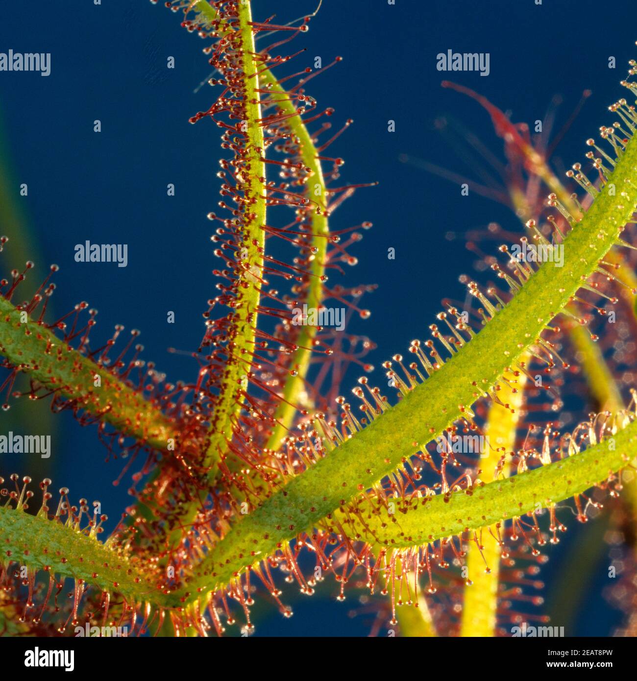 Sonnentau; Drosera anglica Stockfoto