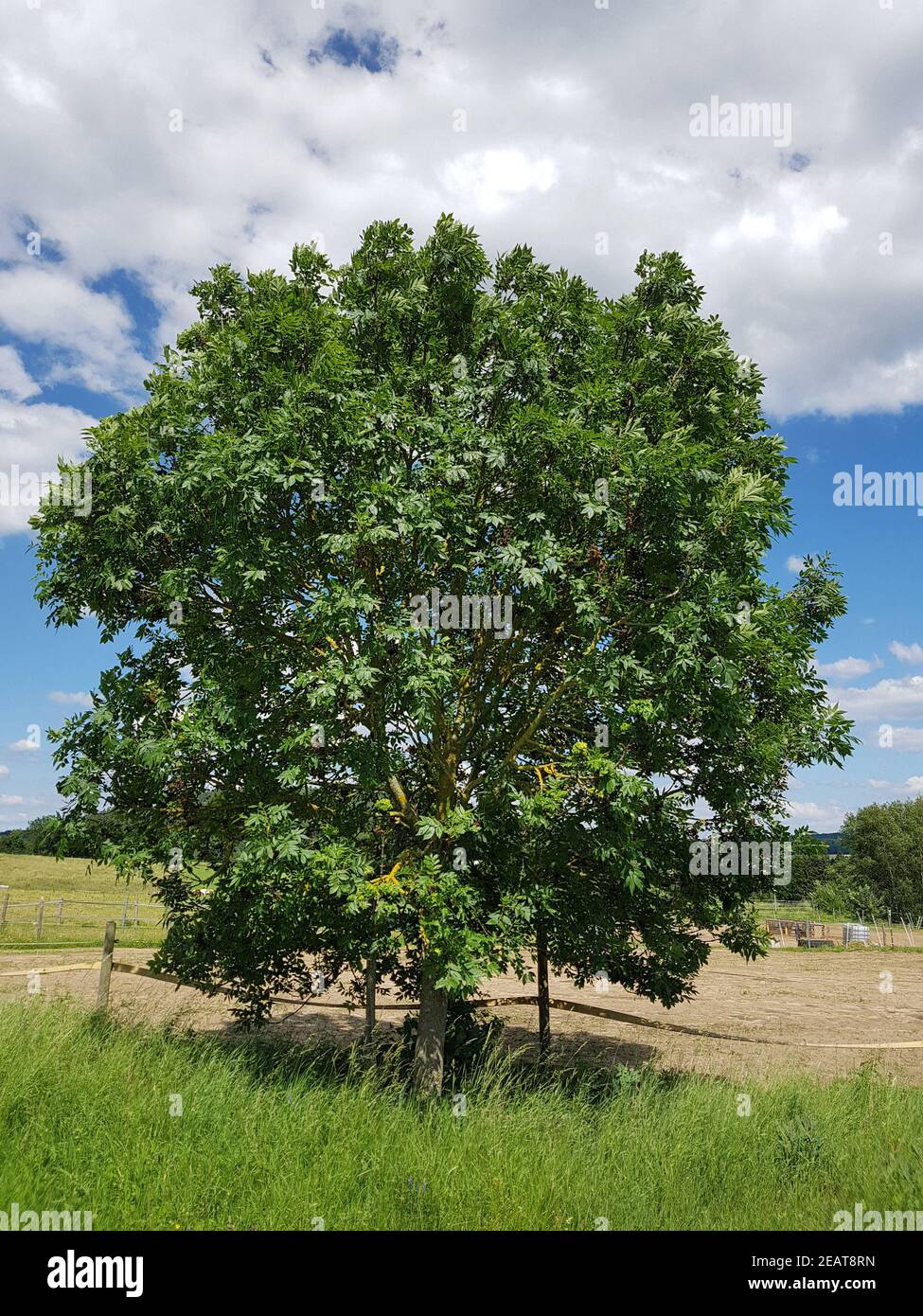 Esche, Fraxinus, Excelsior Stockfoto