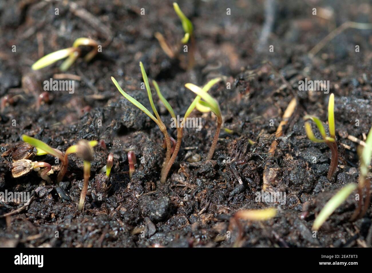 Dill Anethum graveolens Keimling, Sproessling Stockfoto