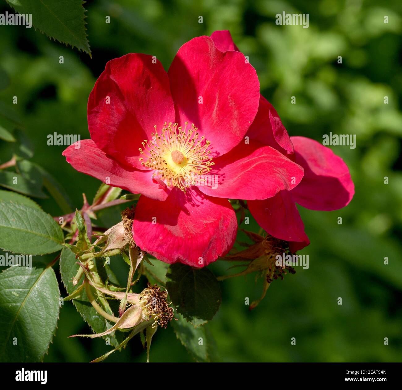 Essig-Rose, Rosa gallica Stockfoto