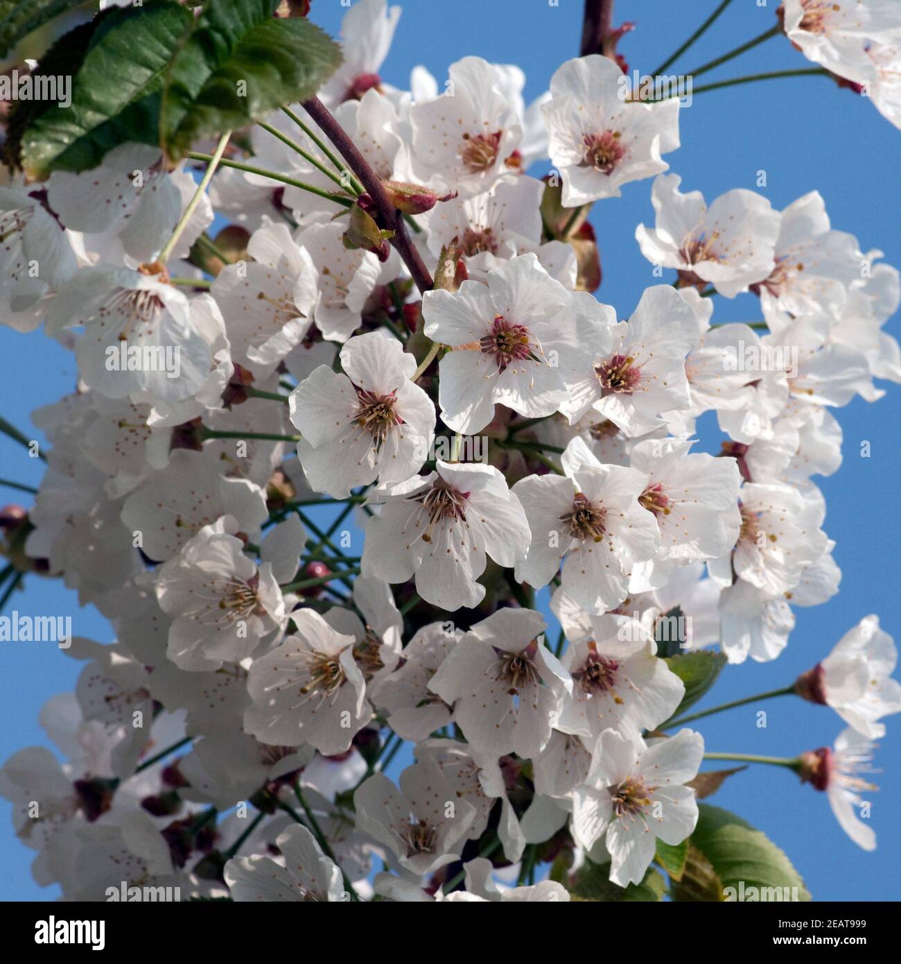 Kirsche, Bluete Stockfoto