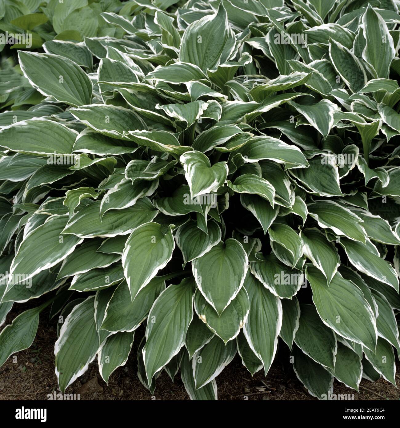 Weissrandige Wellblatt-Funkie, Hosta Undulata Albomarginata, Stockfoto