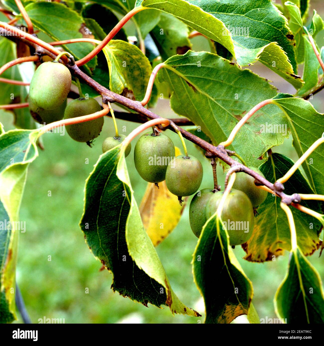 Kiwi, Actinidia, Weiki, Exotische Frucht Stockfoto