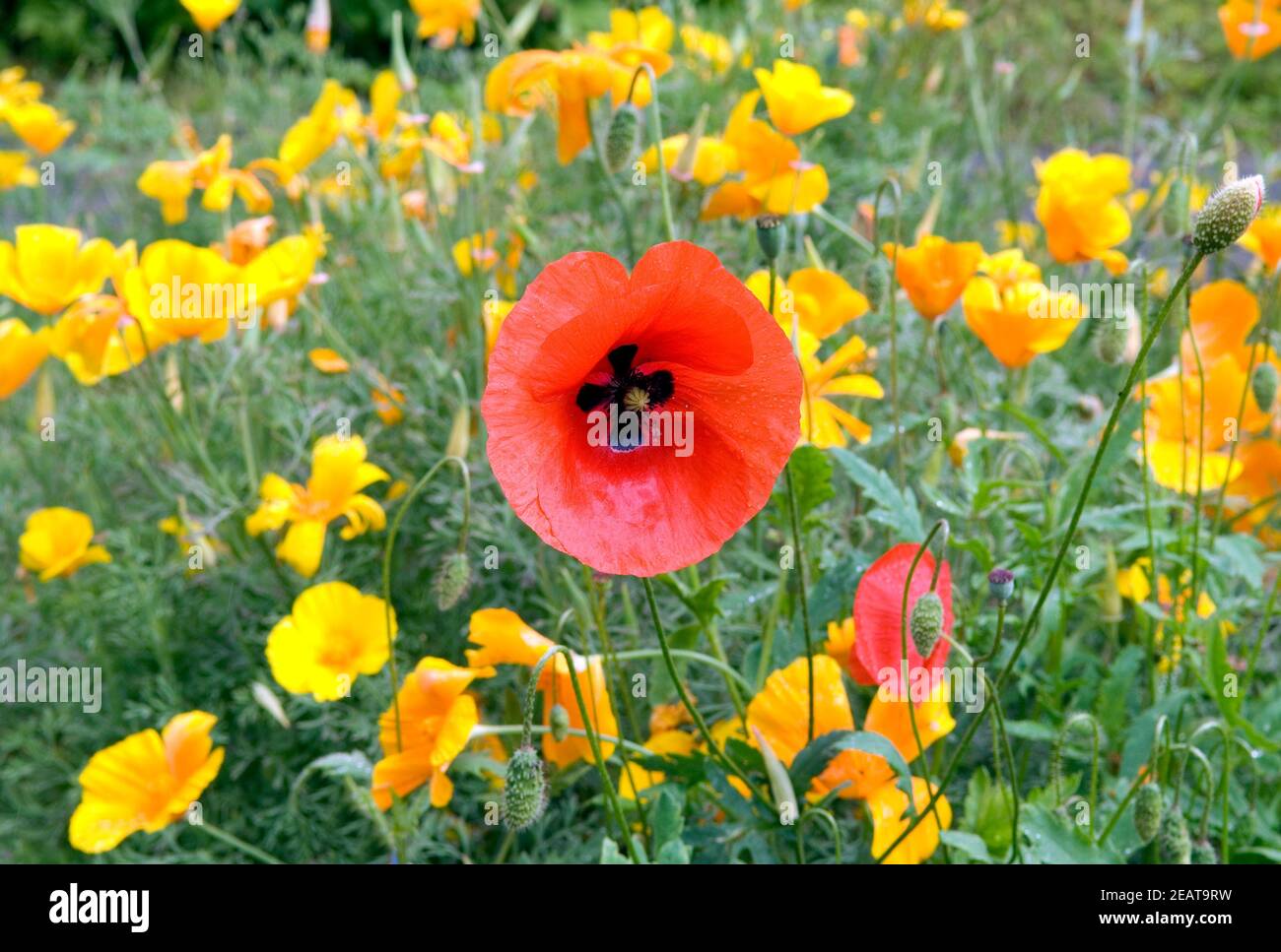 Klatschmohn Stockfoto