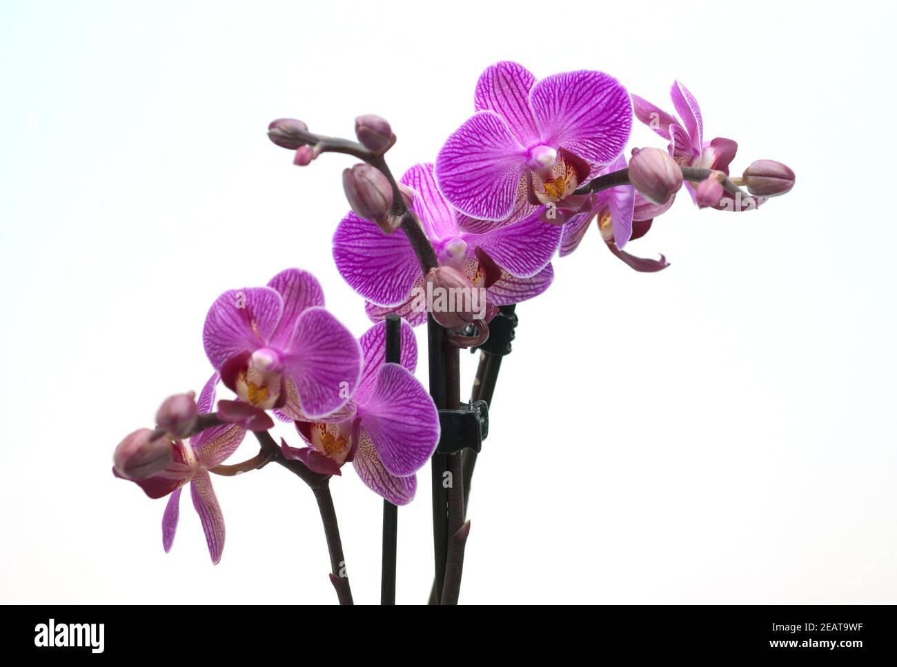 Phalaenopsis, Orchidee, Mix Stockfoto