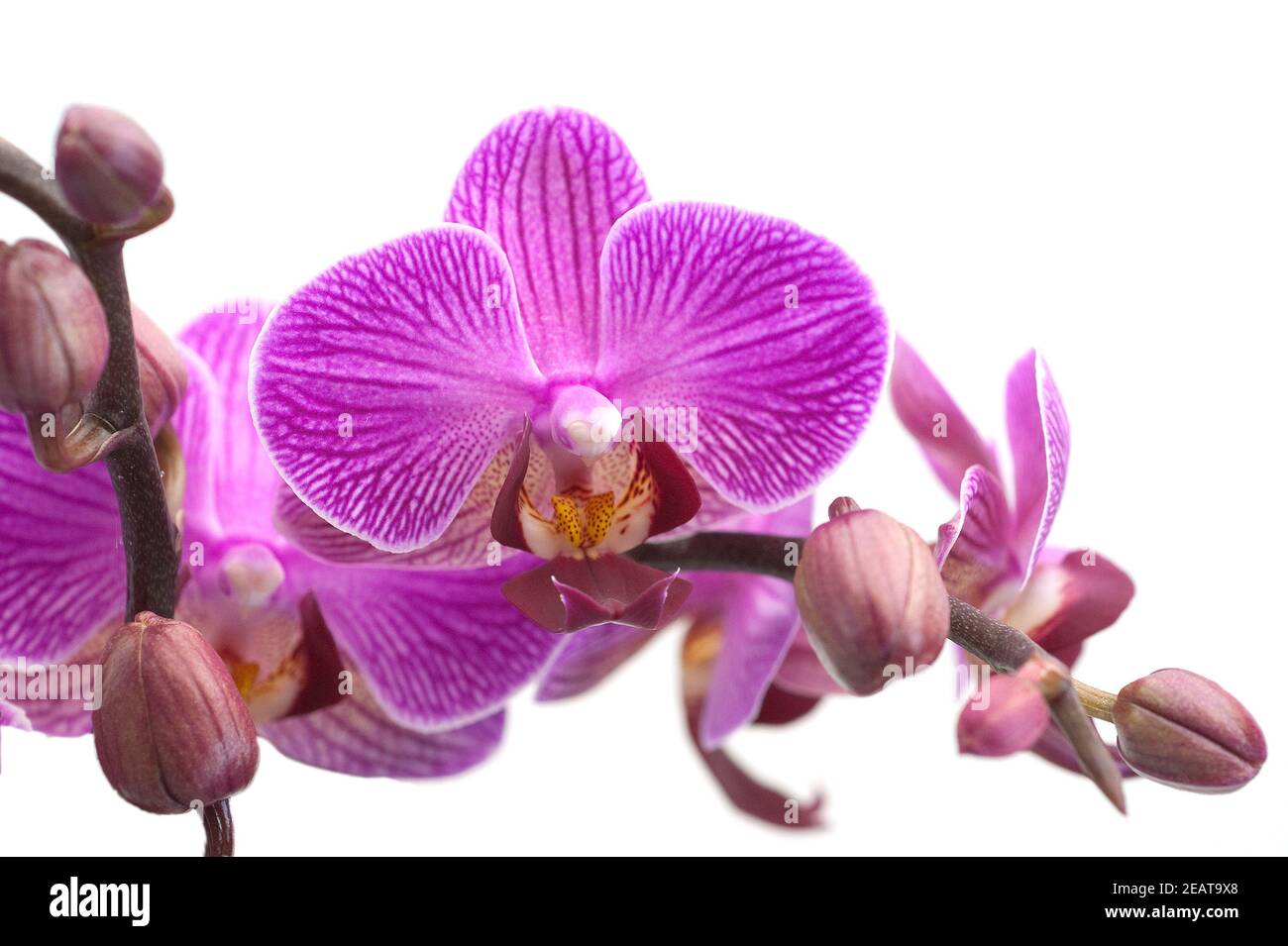 Phalaenopsis, Orchidee, Mix Stockfoto