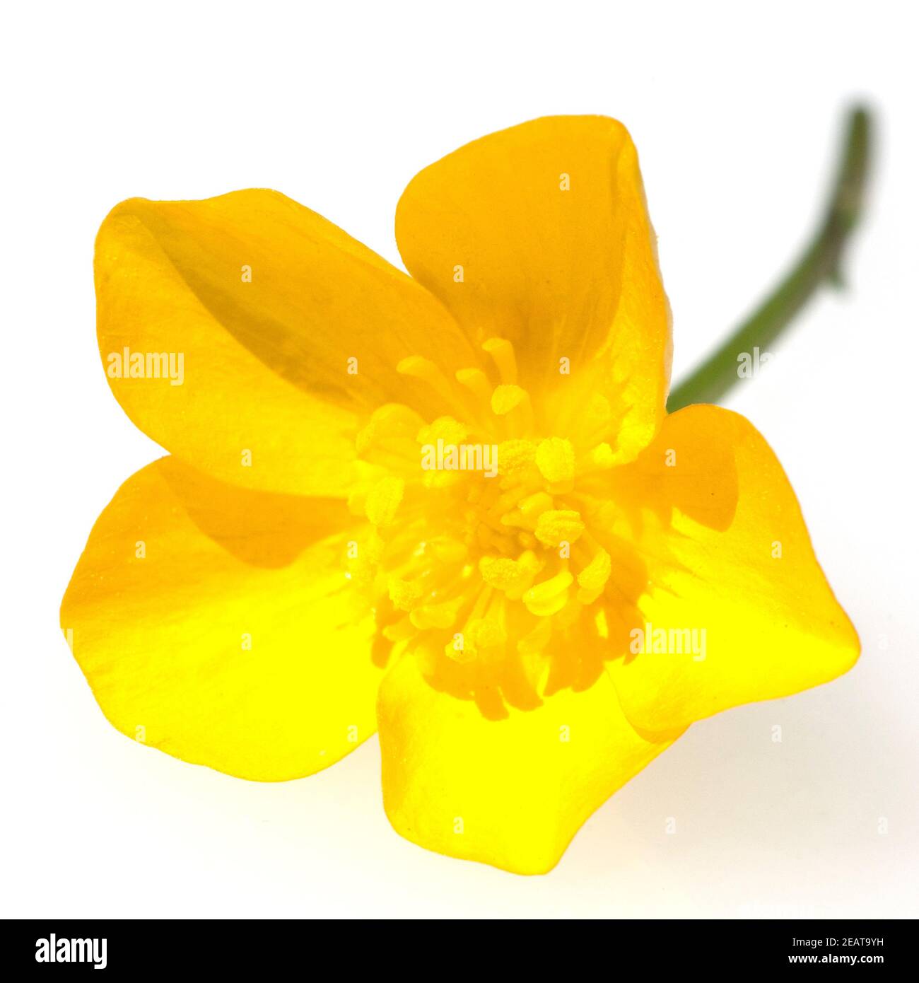 Sumpfdotterblume, Caltha, Palustris, Stockfoto