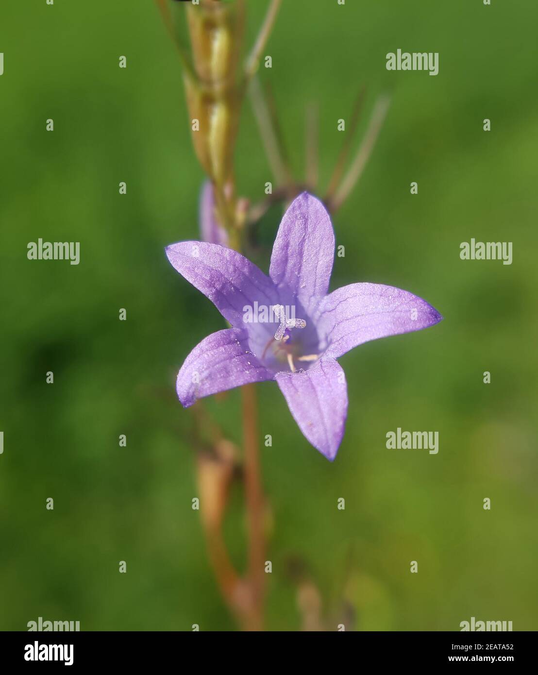 Wiesenglockenblume, Campanula patula Stockfoto