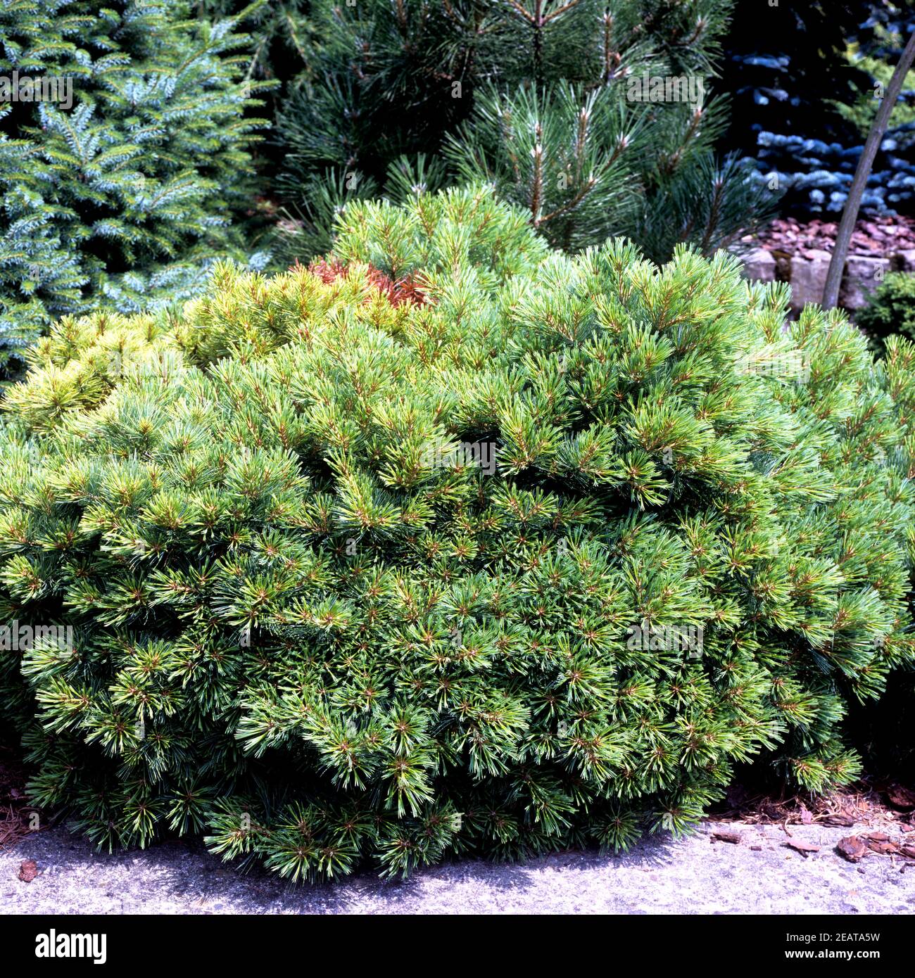 Weymouth-Kiefer, Pinus strobus Stockfoto Weymouth-Kiefer, Pinus strobus Stockfoto