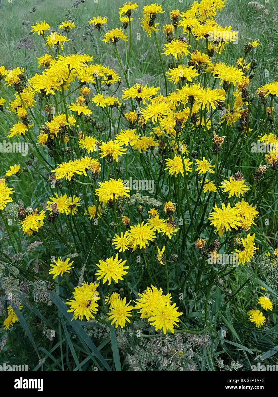 Wiesenpippau, Crepis biennis Stockfoto